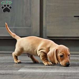 Wennie, Dachshund Puppy